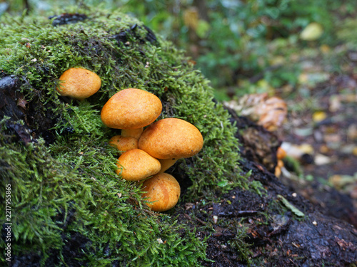 Pilze im herbstlichen Spreewald, Prächtiger Flämmling, Berington Flämmling, Pilzgruppe auf Moos am Baumstamm