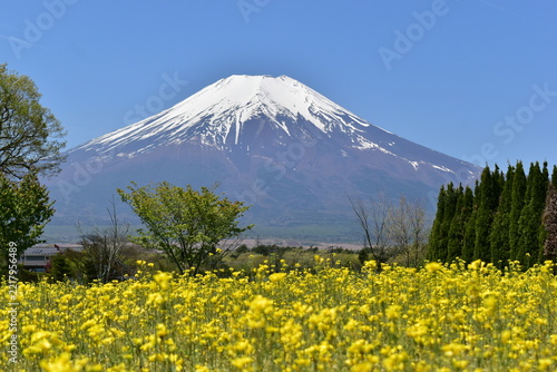 山梨　富士山　花畑　菜の花　花の都公園