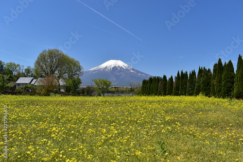 山梨　富士山　花畑　菜の花　花の都公園