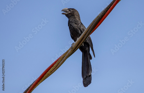 A dark black anis perched on power lines against a clear blue sky
