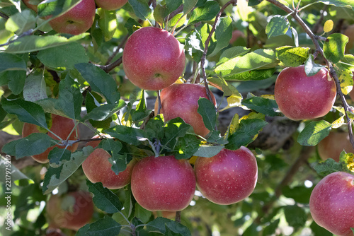 Red apples hanging on the tree ready to be picked