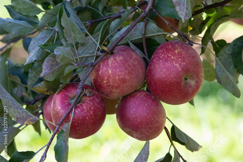Red apples hanging on the tree ready to be picked