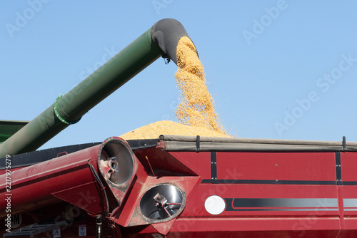 Shooting harvested corn in wagon