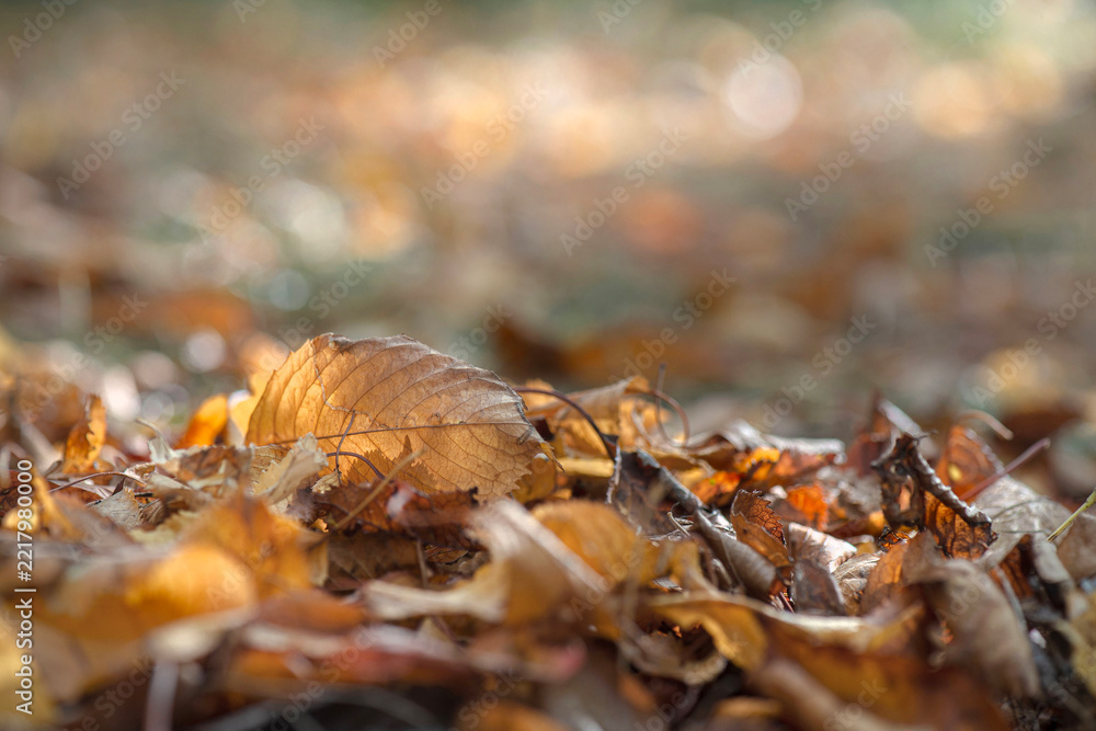 Fototapeta premium Closeup of bright golden autumn prunus leaf lying among dry fallen leaves on ground in forest with blur lightand bokeh background