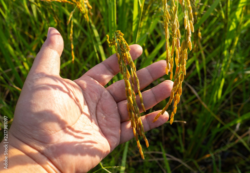 Close up of farmer hand gently holding ripening golden rice ear in the paddy field