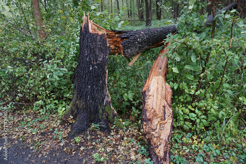 gebrochener Baumstamm im Wald nach Sturm, Sturmschaden im Forst, Holzsplitter