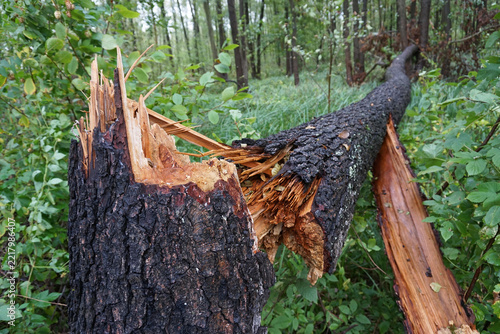 gebrochener Baumstamm im Wald nach Sturm, Sturmschaden im Forst, Holzsplitter