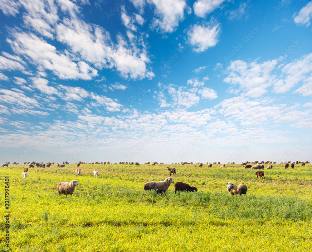 Naklejka premium Sheep farming landscape with flock near the horizon
