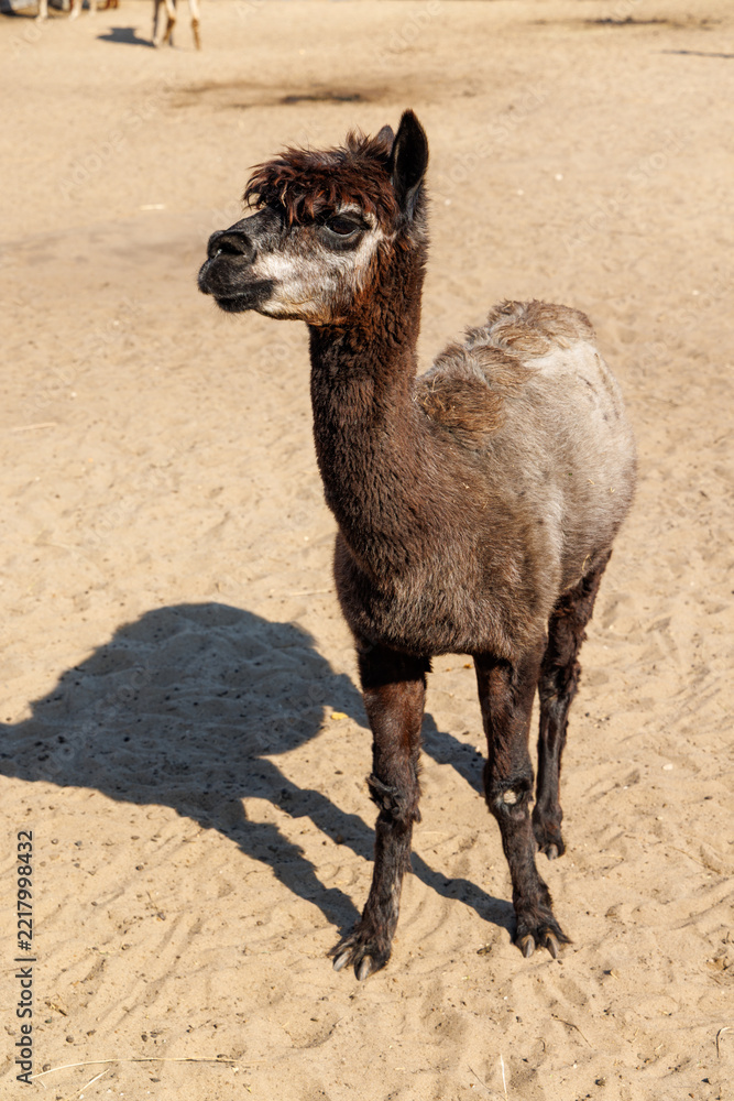 Fototapeta premium Friendly camelid group enjoying a bright farm day