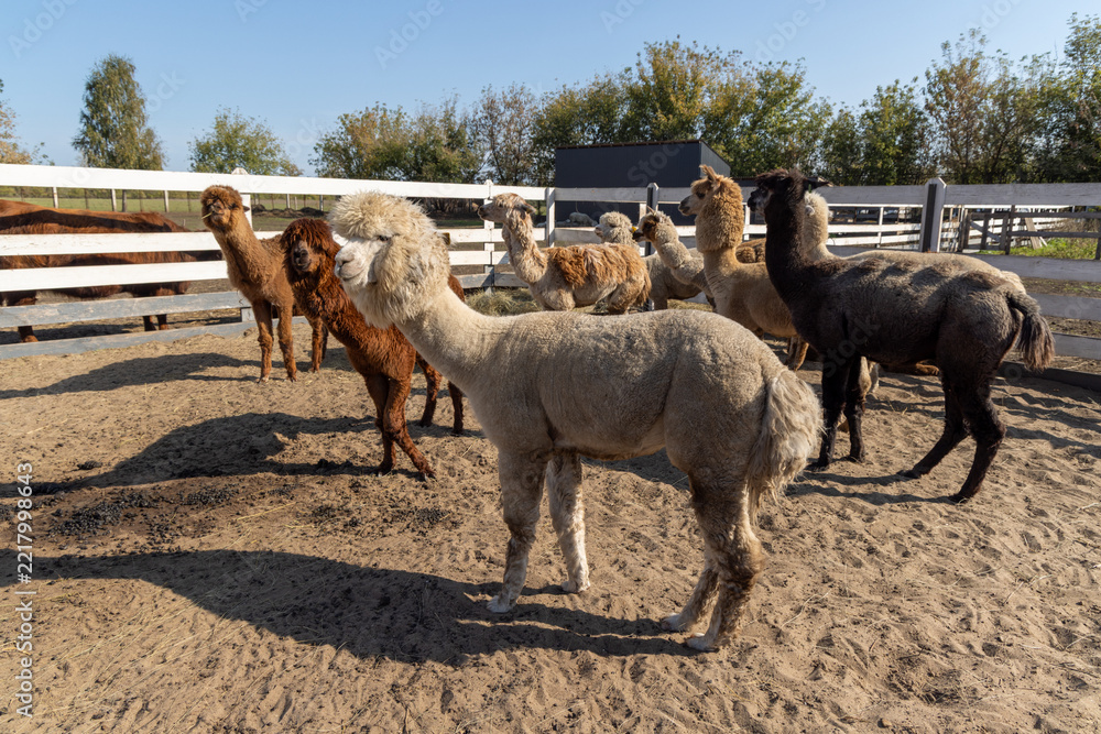 Fototapeta premium Relaxed woolly alpaca with herd in the background - in warm sunlight