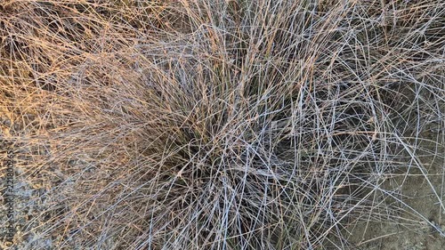 Top View Close Up of Dry Grass Clump and Arid Soil in Warm Sunset Light