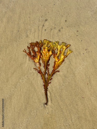 Obraz na plátně Bladder wrack or Fucus vesiculosus washed up on beach