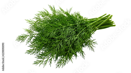 Obraz na plátně Fresh green dill herb bunch isolated on a simple surface