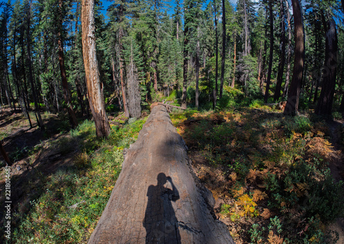 Photographer casts shadow on giant fallen sequoia tree in forest
