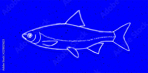 Common Roach (Rutilus rutilus) white line art fish illustration on blue speckled background