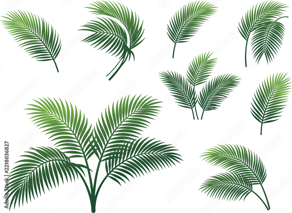 Fototapeta premium Collection of green palm fronds displayed as a vector illustration on a white background frond leaves tropical foliage botanical greenery plant life plants leafy graphic