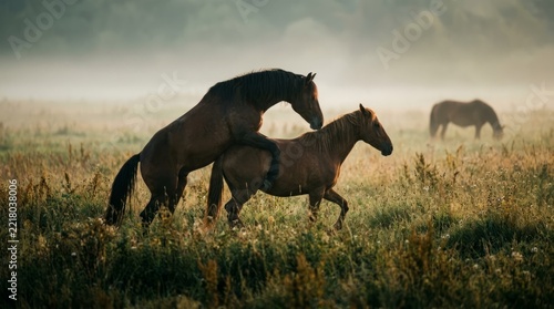 Two horses mating in a misty meadow at sunrise, reproduction, wildlife, nature