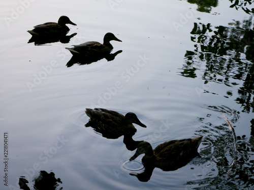 Four ducks swimming on reflective pond beneath tree shadows
