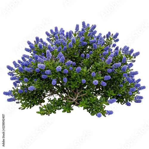  Ceanothus thyrsiflorus or California Lilac clump isolated on transparent background