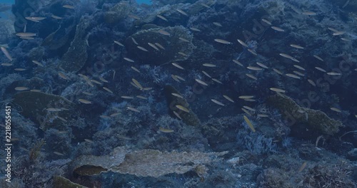 Group of immature senorita fish shoaling along reef.