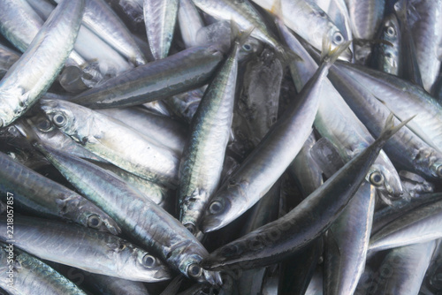 Many raw mackerel fishes close up	