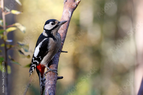 Great spotted woodpecker