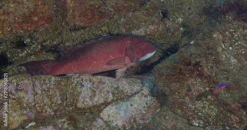 Sheephead fish resting in rock crevice.