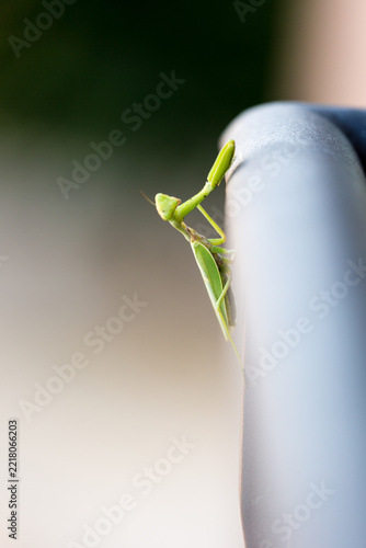 Praying mantis on metal fence