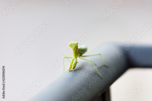 Praying mantis on metal fence