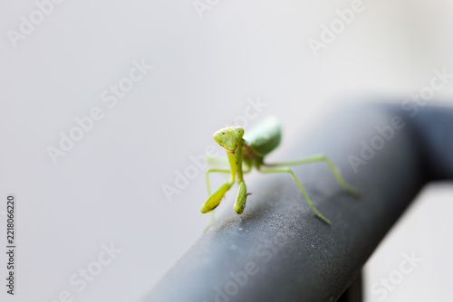 Praying mantis on metal fence