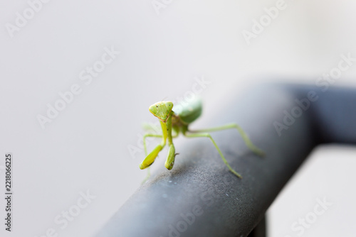 Praying mantis on metal fence