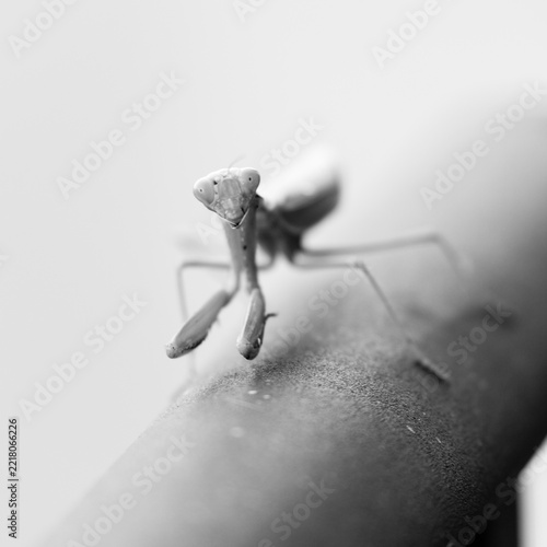 Praying mantis on metal fence