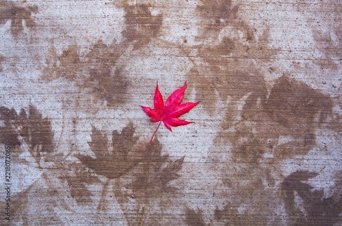Late fall red leaf