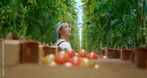 Greenhouse worker transports freshly harvested ripe tomatoes through a modern growing facility, showing commercial vegetable production, agriculture, crop harvesting and food supply.