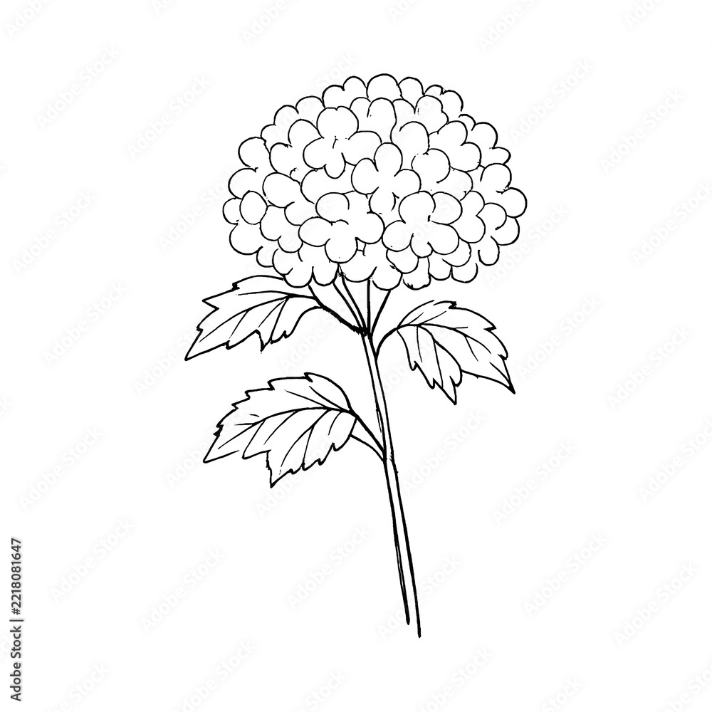 Fototapeta premium PNG Minimalist dandelion sketch on white.