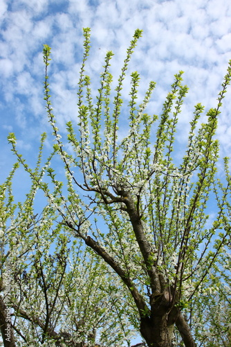 Mirabellenbaum in Blüte, Himmel im Hintergrund