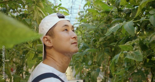 Close-up of a greenhouse worker moving through a modern growing facility while inspecting plants, representing professional horticulture, crop care and commercial agriculture.