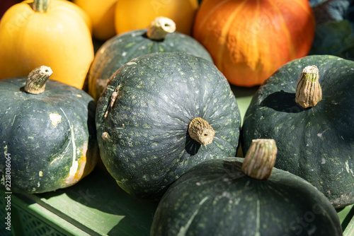 Sunlit close-up of dark green winter squash with dry stems on green crate, with orange pumpkins softly blurred in outdoor market background
