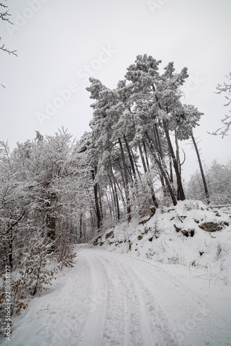 Quiet winter landscape of snow-covered pine trees leaning over winding forest road with tire tracks in packed snow and frosted branches under overcast gray sky