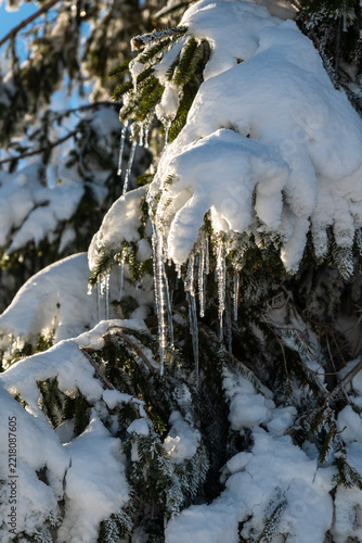 Evergreen branch covered with fresh snow and long hanging icicles in bright winter sunlight, close view of needle clusters with crisp ice details outdoors in winter morning