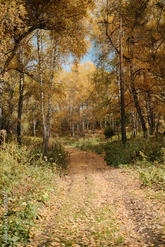 Peaceful forest trail surrounded by golden autumn trees and low vegetation, creating an inviting seasonal scene for hiking and outdoor recreation.