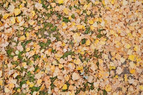 Detailed view of fallen autumn leaves covering the ground in a natural forest setting, creating a warm seasonal background and organic texture.