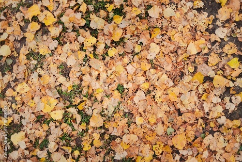 Top view of colorful fallen autumn leaves covering the ground, creating a natural seasonal texture with warm yellow and brown tones.