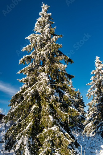 Tall snow-covered evergreen tree with sunlit branches, crisp textured snow and green needles, against clear blue winter sky over quiet forest woodland background