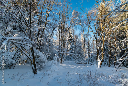 Sunlit Winter Forest Clearing with Snow-Covered Trees and Bright Blue Sky