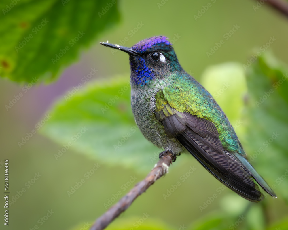 Fototapeta premium Violet-headed Hummingbird (Klais guimeti) perched with pollen