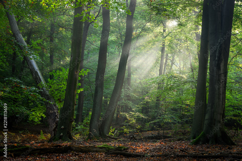 Naklejka premium Sunny morning in the forest