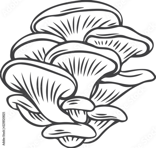 Black and white line drawing of oyster mushrooms