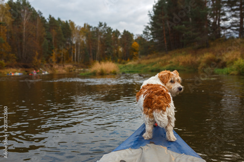 Small Jack Russell terrier stands on kayak bow on autumn river turned to camera