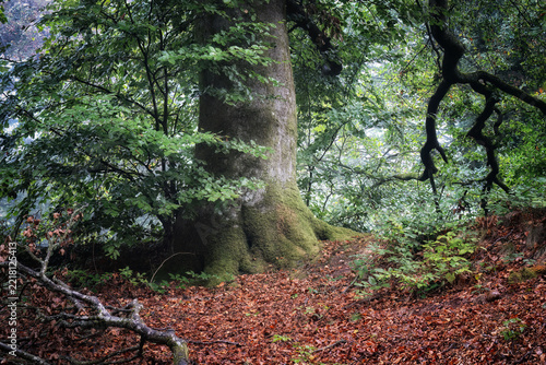 ancient tree in the forest woodbury castle devon england uk 